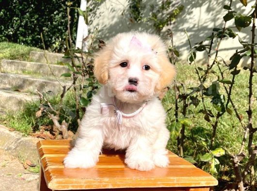 Maltipoo Sevimli Mini Boy Yavrular