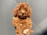 Red Brown Toy Poodle Bebekler
