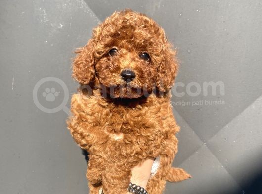 Red Brown Toy Poodle Bebekler görsel
