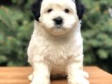 Dizayn Irk Morkie Güzelliği