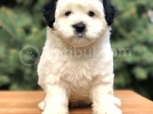 Dizayn Irk Morkie Güzelliği görsel
