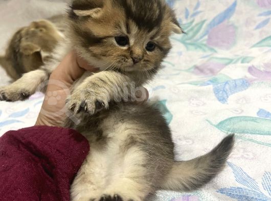 Anne Altından Sağlıklı Yavrular N25 görsel
