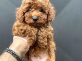 Red Brown Toy Poodle Bebekler