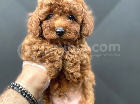 Red Brown Toy Poodle Bebekler