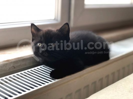 British Shorthair Yavrum görsel