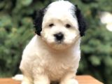 Dizayn Irk Morkie Güzelliği