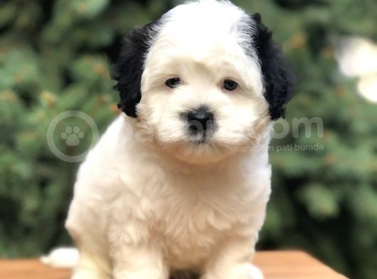 Dizayn Irk Morkie Güzelliği görsel