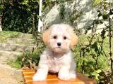 Maltipoo Sevimli Mini Boy Yavrular