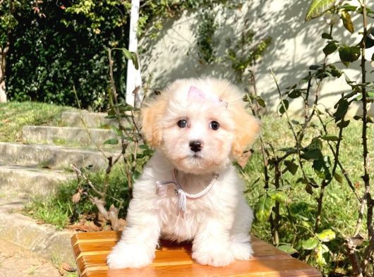 Maltipoo Sevimli Mini Boy Yavrular görsel