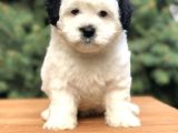 Dizayn Irk Morkie Güzelliği