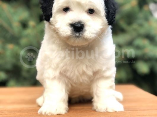 Dizayn Irk Morkie Güzelliği görsel
