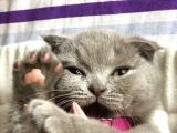 Nadir Bulunan Scottish Fold Lilac