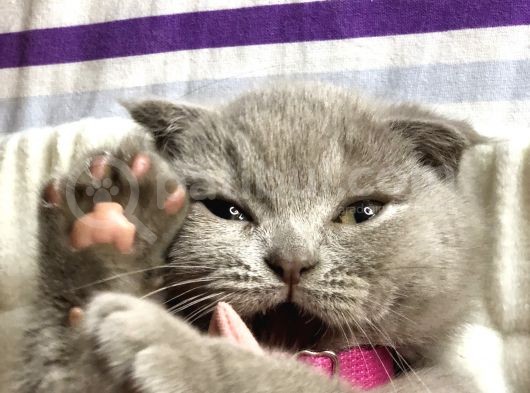 Nadir Bulunan Scottish Fold Lilac görsel