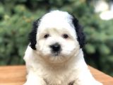 Dizayn Irk Morkie Güzelliği