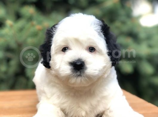 Dizayn Irk Morkie Güzelliği görsel