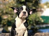 Süper Anatomi Sahip Frenchbulldog Yavrumuz