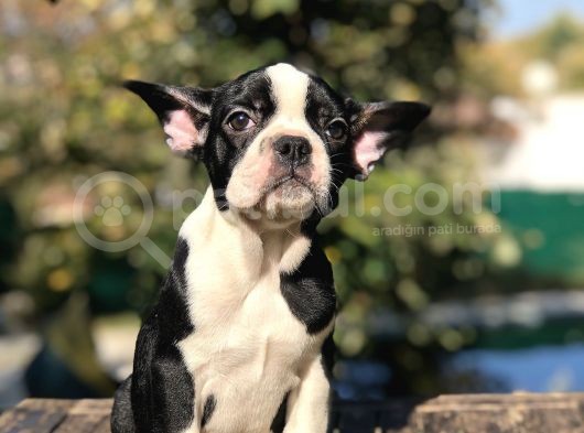 Süper Anatomi Sahip Frenchbulldog Yavrumuz görsel