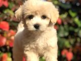 Mükemmel Görsellikteki Maltıpoo Yavrumuz