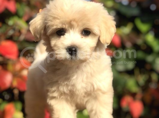 Mükemmel Görsellikteki Maltıpoo Yavrumuz görsel