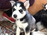 A Kalite Safkan Huskyler Yavrular, Anne Baba Resimli