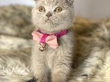 Nadir Bulunan Scottish Fold Lilac