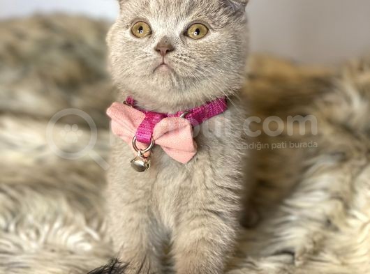 Nadir Bulunan Scottish Fold Lilac görsel