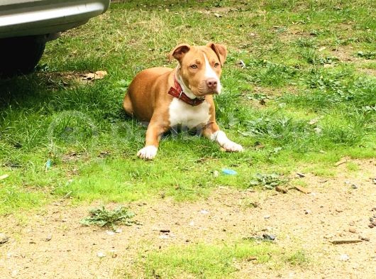 5 Aylık Pitbull görsel