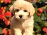 Mükemmel Görsellikteki Maltıpoo Yavrumuz