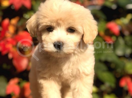 Mükemmel Görsellikteki Maltıpoo Yavrumuz görsel