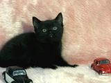 British Shorthair Yavrum