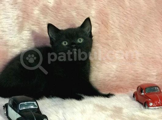 British Shorthair Yavrum görsel