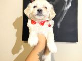Evde Yetiştirilen Sağlıklı Yavru Köpekler