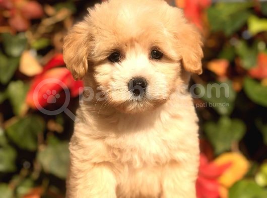 Orjinal F2 Maltıpoo görsel