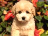 Orjinal F2 Maltıpoo