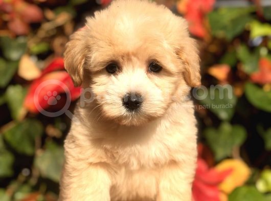 Orjinal F2 Maltıpoo görsel