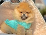 Safkan Ayı Surat Teddy Pomeranian Yavrularımız