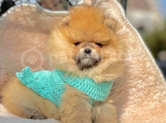 Safkan Ayı Surat Teddy Pomeranian Yavrularımız görsel