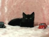 British Shorthair Yavrum