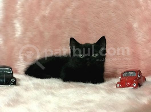 British Shorthair Yavrum görsel