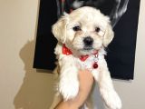 Evde Yetiştirilen Sağlıklı Yavru Köpekler