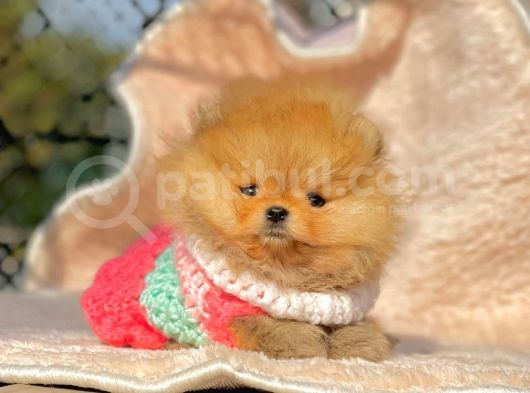 Safkan Pomeranian Boo Yavrularımız görsel