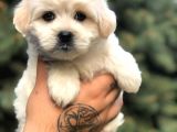 Babyface Gold Morkie Yavrumuz