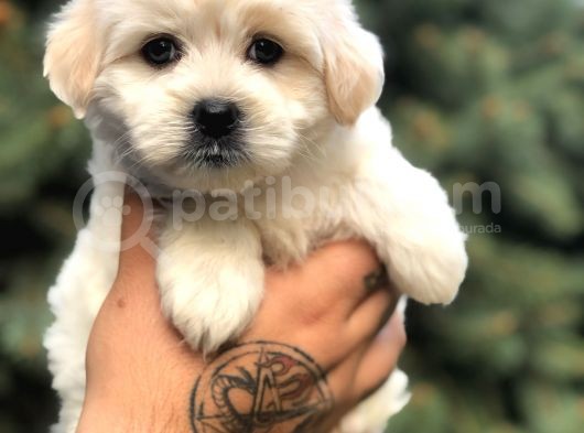 Babyface Gold Morkie Yavrumuz