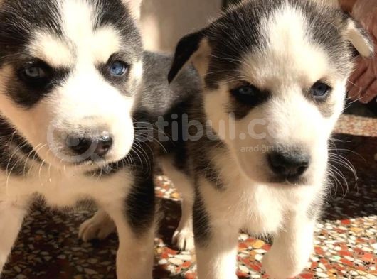 A Kalite Safkan Huskyler Yavrular, Anne Baba Resimli görsel
