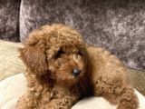 Toy Poodle