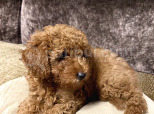 Toy Poodle görsel