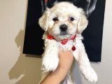Evde Yetiştirilen Sağlıklı Yavru Köpekler