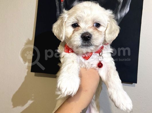 Evde Yetiştirilen Sağlıklı Yavru Köpekler görsel
