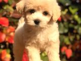 Mükemmel Görsellikteki Maltıpoo Yavrumuz
