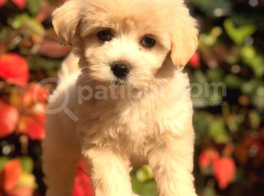Mükemmel Görsellikteki Maltıpoo Yavrumuz